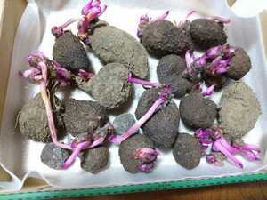 『 紫山芋の種芋 』大中小　１７個