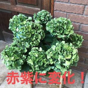 アジサイ レディーマタハリ 5寸鉢 花8輪 秋色 クラシックカラー