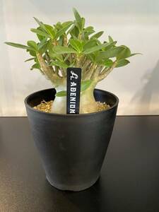 【送料無料】アデニウム アラビカム　5号　塊根植物　プレゼント　ギフト　贈り物　インテリア