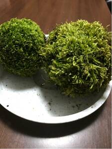 苔玉2個セット