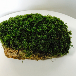  large natural stone .... mountain moss E