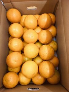 贈答用 L 5kg 国産バレンシアオレンジ 和歌山県産　有田みかん　お中元　約28個