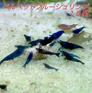 ■１０匹 ベルベットブルーシュリンプ ■ ヌマエビ カラー アクアリウム シュリンプ メダカ 赤 金魚 チェリー