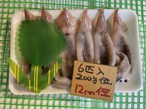 【厳選】　和歌山産スルメイカ　（6匹入り　200ｇ）　冷凍在庫品