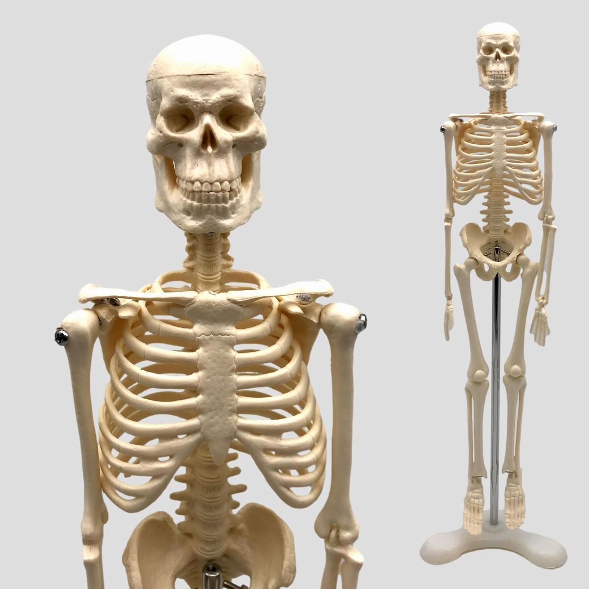人体 模型 骨格 全身の値段と価格推移は？｜26件の売買情報を集計した 