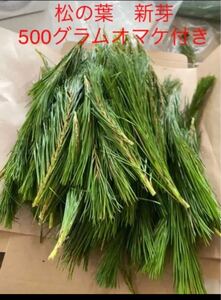 赤松新芽 500g オマケ100gお付けします