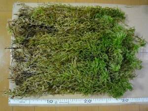 ■選別済■天然■ミズゴケ 水苔■３００本■富貴蘭 春蘭 洋蘭　20cm以上