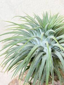 【Frontier Plants】 【現品】チランジア・イオナンタ・スノーボール　T. ionantha Snowball ブロメリア　エアープランツ