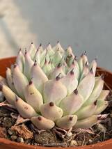 多肉植物 エケベリア ザラゴーサ. Echeveria cuspidata var.zaragozae 10株　 超美苗 サボテン 観葉植物 花 園芸 bkf32_画像2