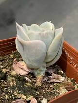 多肉植物 エケベリア ラブリーローズ Echeveria Lovely Rose 10株　 超美苗 サボテン 観葉植物 花 園芸 bkf10_画像2