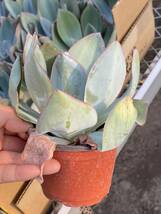 多肉植物 エケベリア Echeveria Blue light サボテン 10株　 超美苗 サボテン 観葉植物 花 園芸 bkf286_画像2