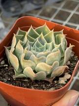 多肉植物 エケベリア Echeveria simulans交配新品種 数が少ない サボテン 15株　 超美苗 サボテン 観葉植物 花 園芸 bkf275_画像2