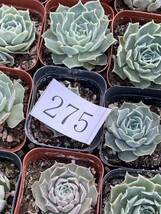 多肉植物 エケベリア Echeveria simulans交配新品種 数が少ない サボテン 15株　 超美苗 サボテン 観葉植物 花 園芸 bkf275_画像4