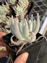 多肉植物 エケベリア Dudleya edulis サボテン 15株　 超美苗 サボテン 観葉植物 花 園芸 bkf281_画像2