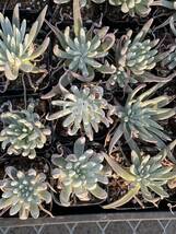 多肉植物 エケベリア Dudleya edulis サボテン 15株　 超美苗 サボテン 観葉植物 花 園芸 bkf281_画像3