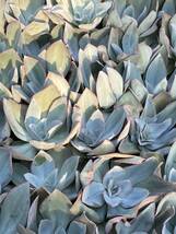 多肉植物 エケベリア Echeveria Blue light サボテン 15株　 超美苗 サボテン 観葉植物 花 園芸 bkf286_画像3