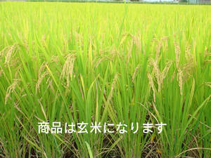 新米※令和 3年産米、栃木のブランド米、おいしいコシヒカリ100%玄米20k●NoFB
