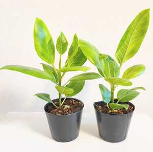 【送料込】フィカス・アルテシマ　/　Ficus altissima 苗2個