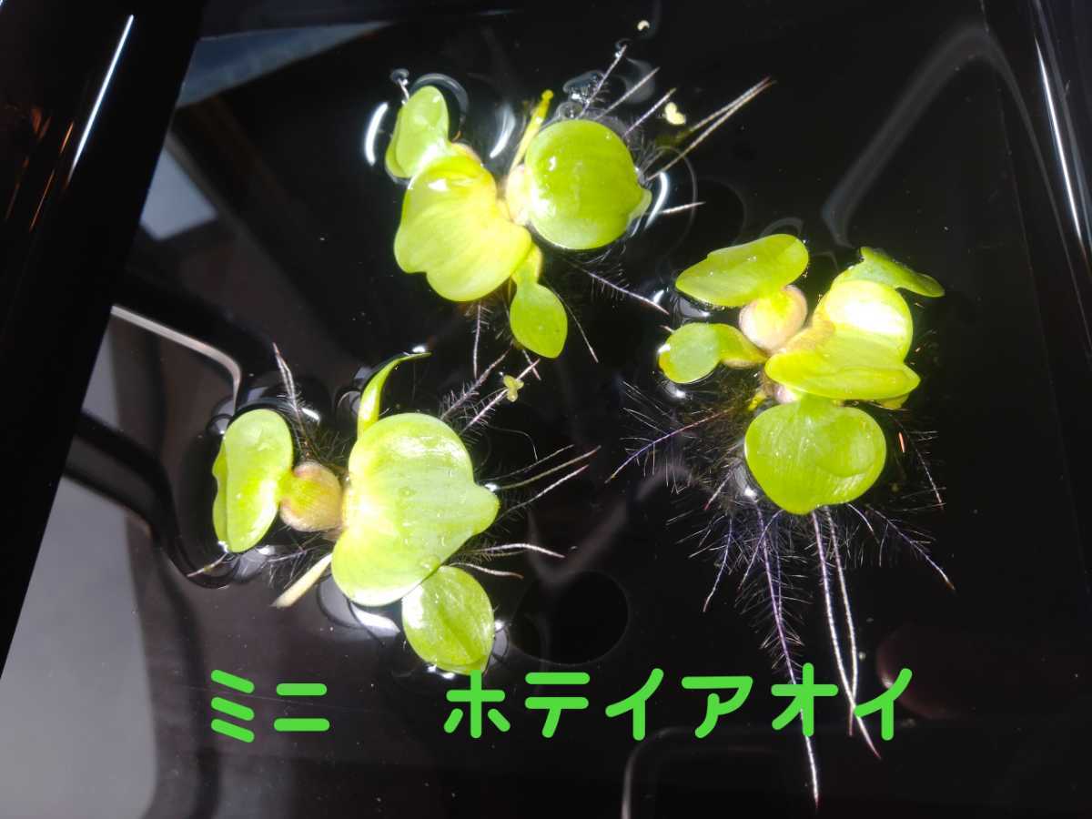 タマノカンアオイ・小町蘭『今 吉』白黄斑 後冴え 最上柄 bpbd