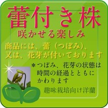 6049【花付き株】イオノシジウム　（ピンク）洋蘭 交配種 (10000883)_画像5