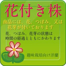 6049【花付き株】イオノシジウム　（ピンク）洋蘭 交配種 (10000883)_画像4