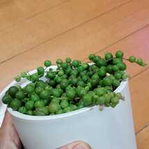 多肉 多肉植物 グリーンネックレス 鉢ごと_画像6