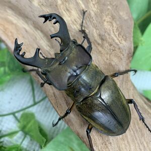 【Sparkle Beetle】宮崎県産 WF1 大型美形ミヤマクワガタ♂75.1mmペア+WD♀