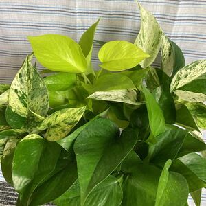 ポトス 4種類 挿し芽用 根付き 水耕栽培 観葉植物 1セット
