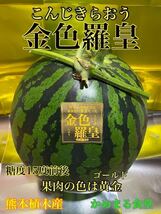 6箱出品【お一人様2個まで同梱送料無料】激レア【金色羅皇】2L（7〜8kg）熊本植木産 かめまる食堂25_画像1