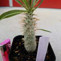 Pachypodium gracilius④パキポディウム グラキリス【実生】コーデックス 珍奇植物 ビザールプランツ_画像5