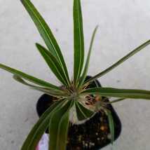 Pachypodium gracilius④パキポディウム グラキリス【実生】コーデックス 珍奇植物 ビザールプランツ_画像7