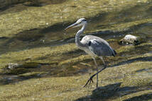 美品 シグマ SIGMA 100-400mm F5-6.3 DG DN OS SE ソニーEマウントレンズ_画像10