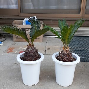観葉植物 ソテツ 蘇鉄 2個セット
