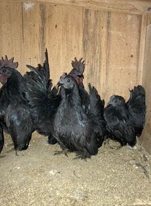 短足の真黒矮鶏　種卵　6個 有精卵　