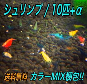 10匹 カラー MIX梱包 ミナミヌマエビ __ アクアリウム シュリンプ メダカ 赤 金魚 チェリー ヌマエビ 生体