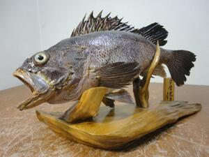 ★☆マゾイ　魚　剥製　全長　38ｃｍ　土台付き☆★