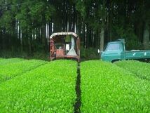 あさぎり芽茶100g＋あさぎり紅茶70g 茶農家直売　無農薬・無化学肥料栽培　シングルオリジン　カテキンパワー　免疫力アップ_画像9