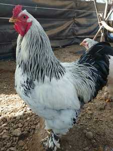 送料込　大型鶏　ライトブラマ　有精卵　５個+１個