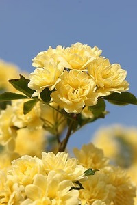 モッコウバラ 木香薔薇 10.5cmポット 20ポットセット つる性 低木