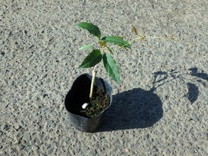 キャッツクロー 9.0cmポット 苗 40ポットセット 薬用植物 植木 グランドカバー