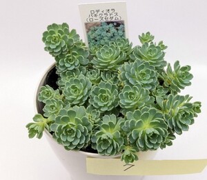 多肉植物 ローズセダム・7