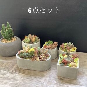 オシャレセメント植木鉢6点セット