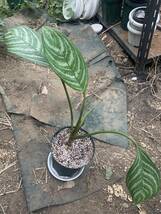 アグラオネマ　カーティシー　Aglaonema nitidum 'Curtisii'　レオンの唯一の友〜　オリジナルからの株分け苗_画像1