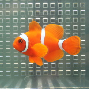 スパインチークアネモネ【1匹】(A-0325) 海水魚 サンゴ 生体