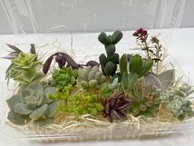 100円～「多肉植物カット苗バラエティセット」お得です！寄せ植えに♪エケベリアなど＊白牡丹・チョコレート錦・リプサリス・レーマニー_画像1