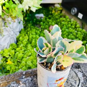 多肉植物 カット苗 カランコエ 胡蝶の舞錦!