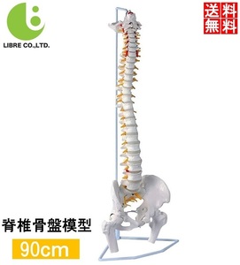 人体模型 骨 等身大 脊椎 模型 実物大 90センチ 脊髄骨盤模型 股関節 脊柱可動 ヘルニア病部 脊髄神経根 椎骨動脈 椎間板 LB-228