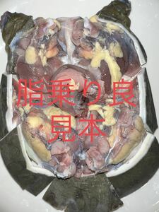 高知県産　天然スッポン 1.5kg♀脂乗り良　内臓付き　薄皮処理済　真空冷凍 22
