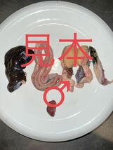高知県産　天然スッポン 0.9kg ♂ 脂乗り極上　内臓付き　薄皮処理済　真空冷凍　28_画像2