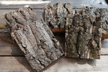 10個　特殊コルク　8×10ｃｍ（厚約17-20ｍｍ）洋蘭　原種　チランジア　エアープランツ　熱帯植物　ラン　コルク　樹皮　_画像1